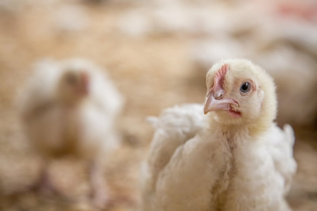 Chickens on a farm in Kenya