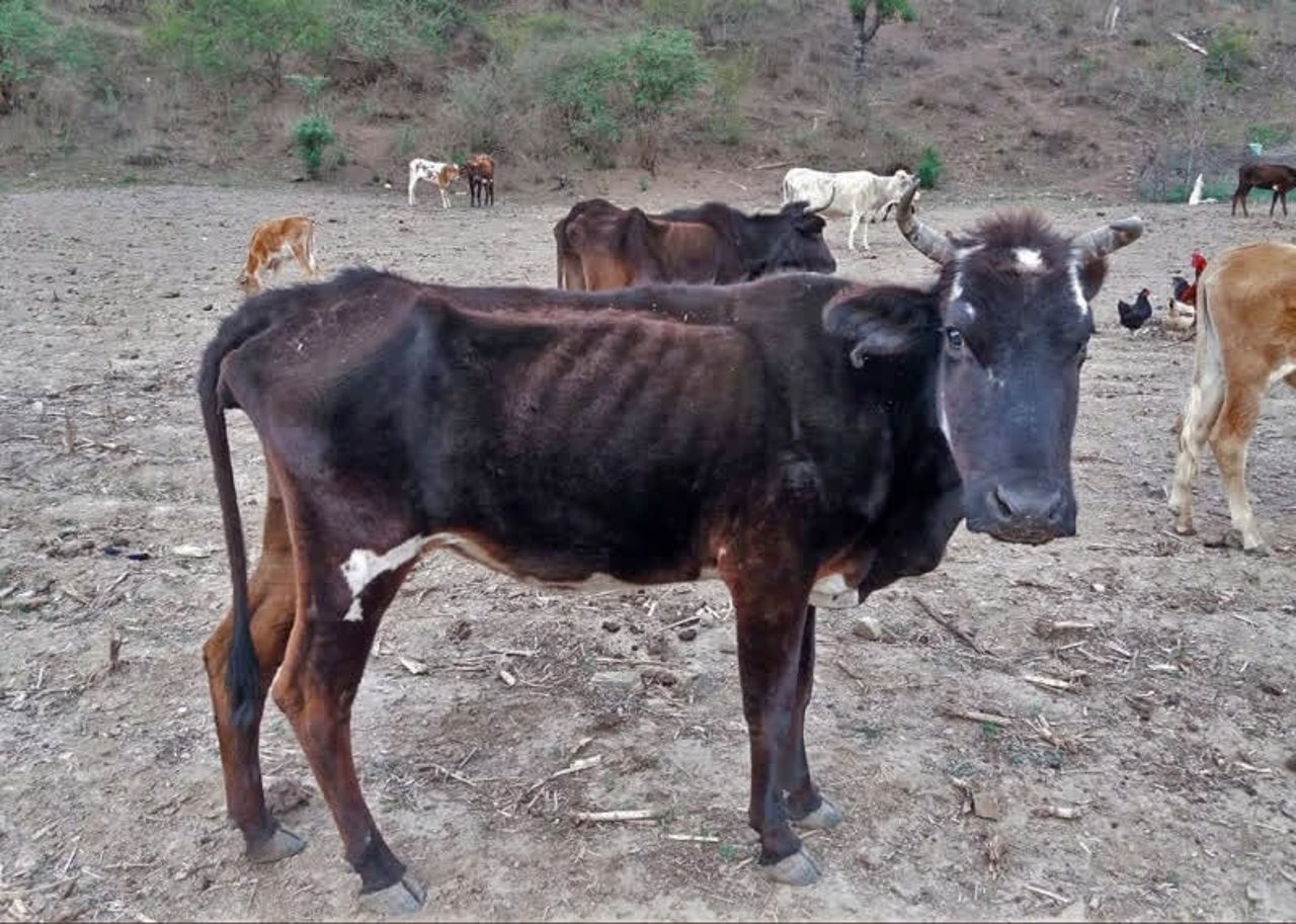 cow_bolivia_800x571_1021154