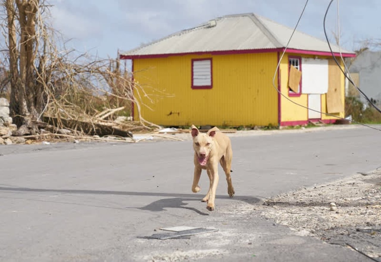dog_antigua_and_barbuda_800x550_1020057