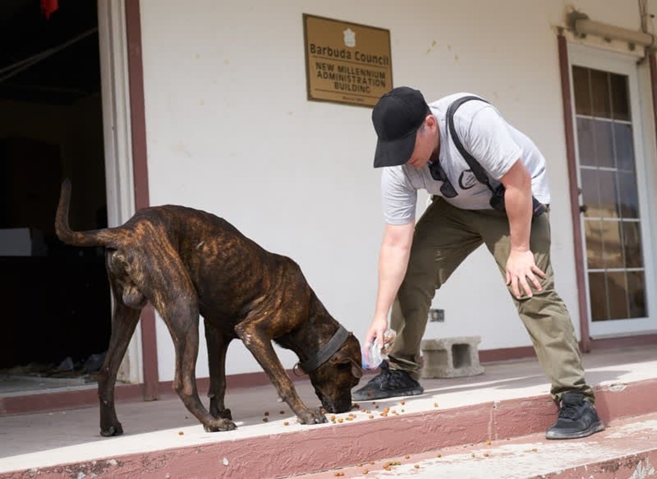 dog_antiguaandbarbuda_800x583_1020063