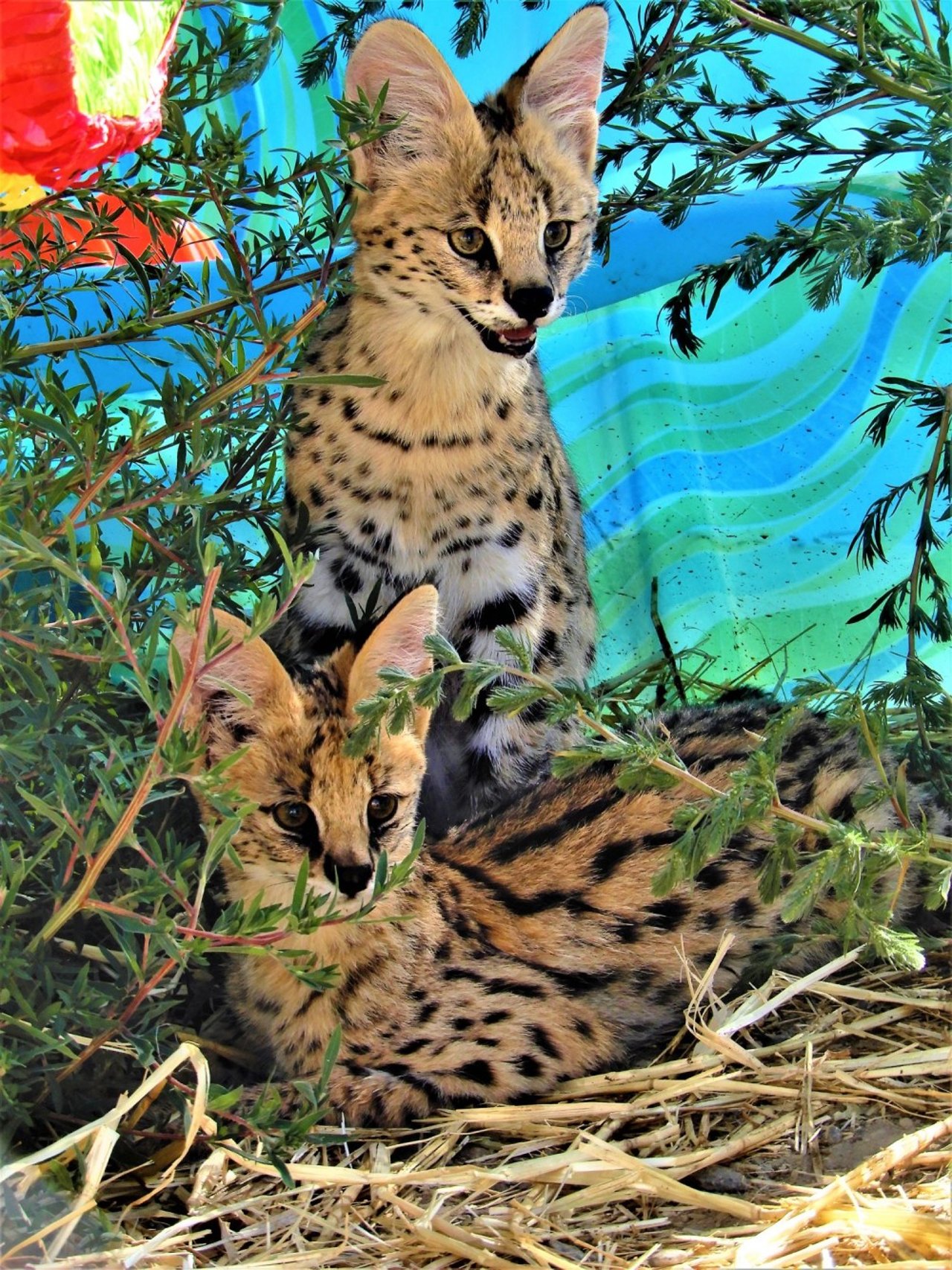 dscn3716_2