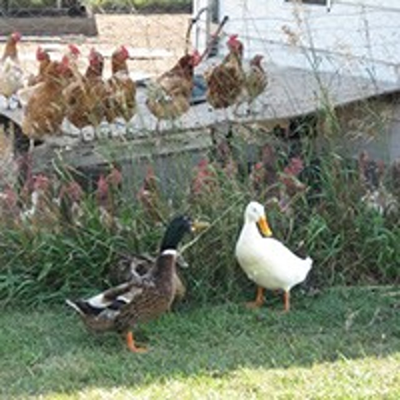 ducks-outside-coop_200w_0