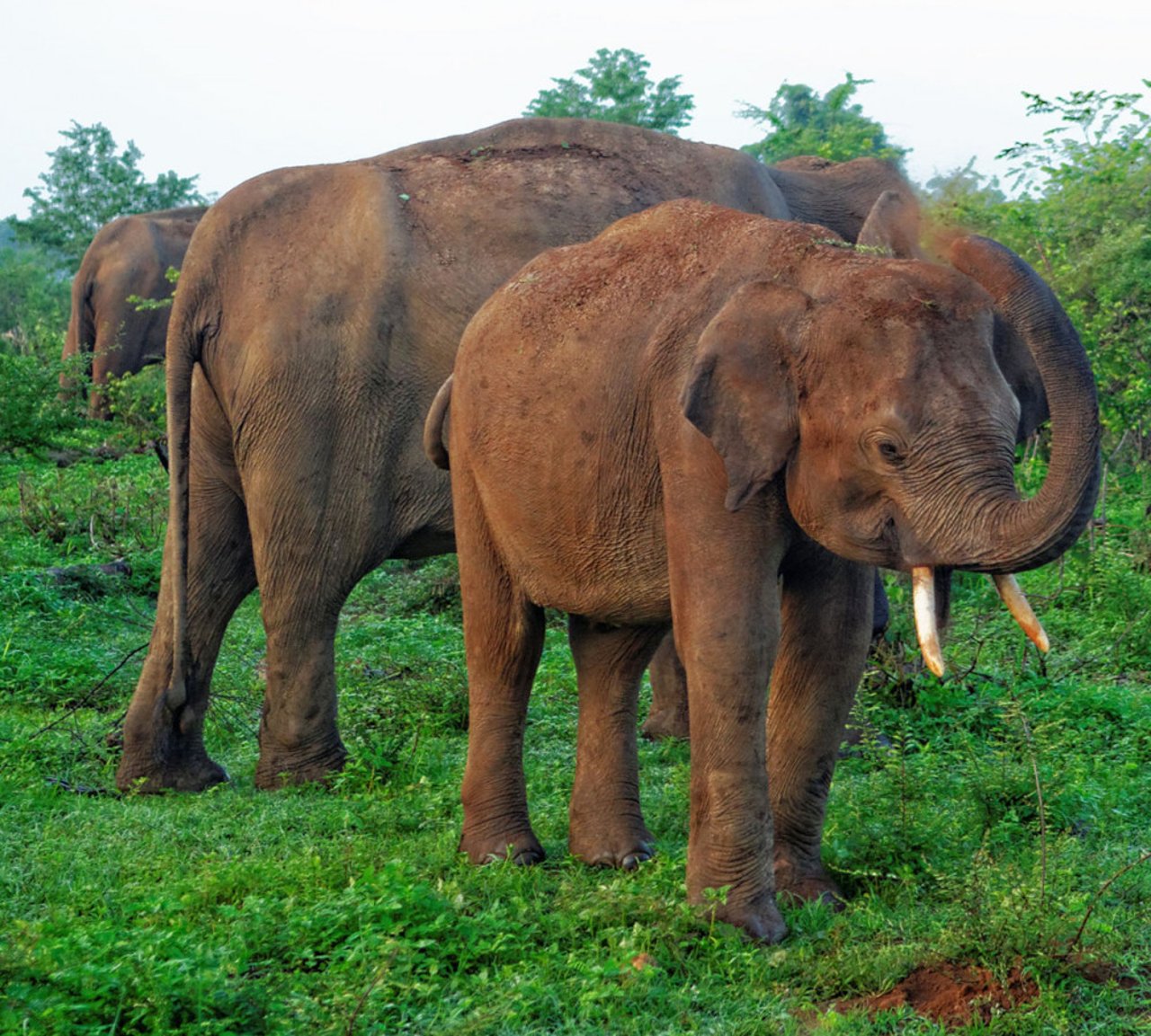 elephant_4_fb