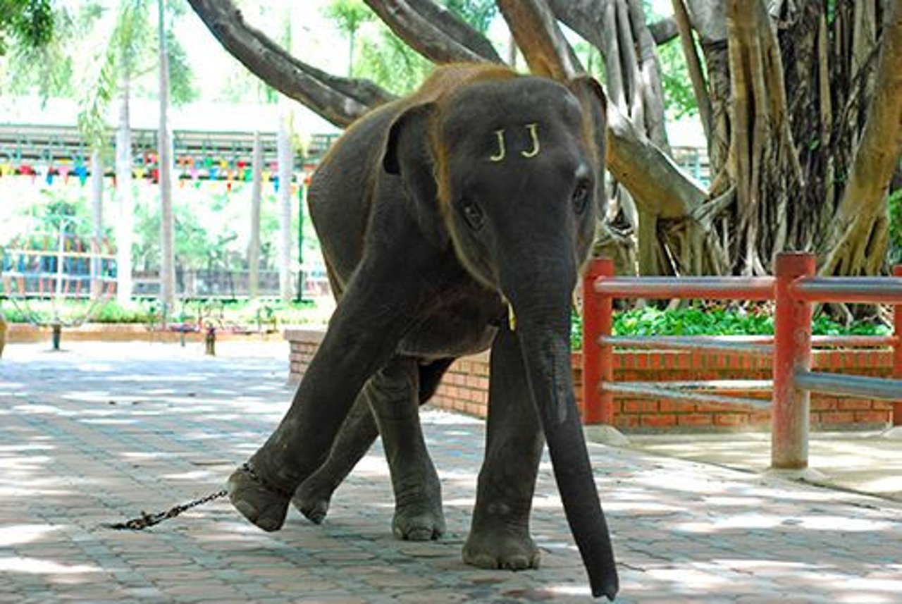 elephant_chained_world_animal_protection_website_1016803_0
