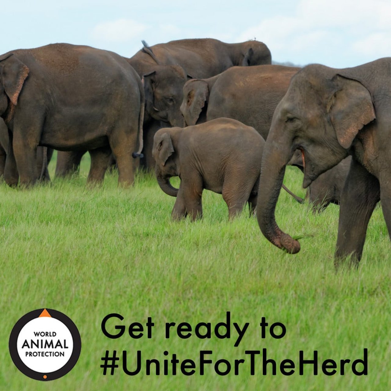 ene_soft_launch_sri_lanka_elephant_herd_fb