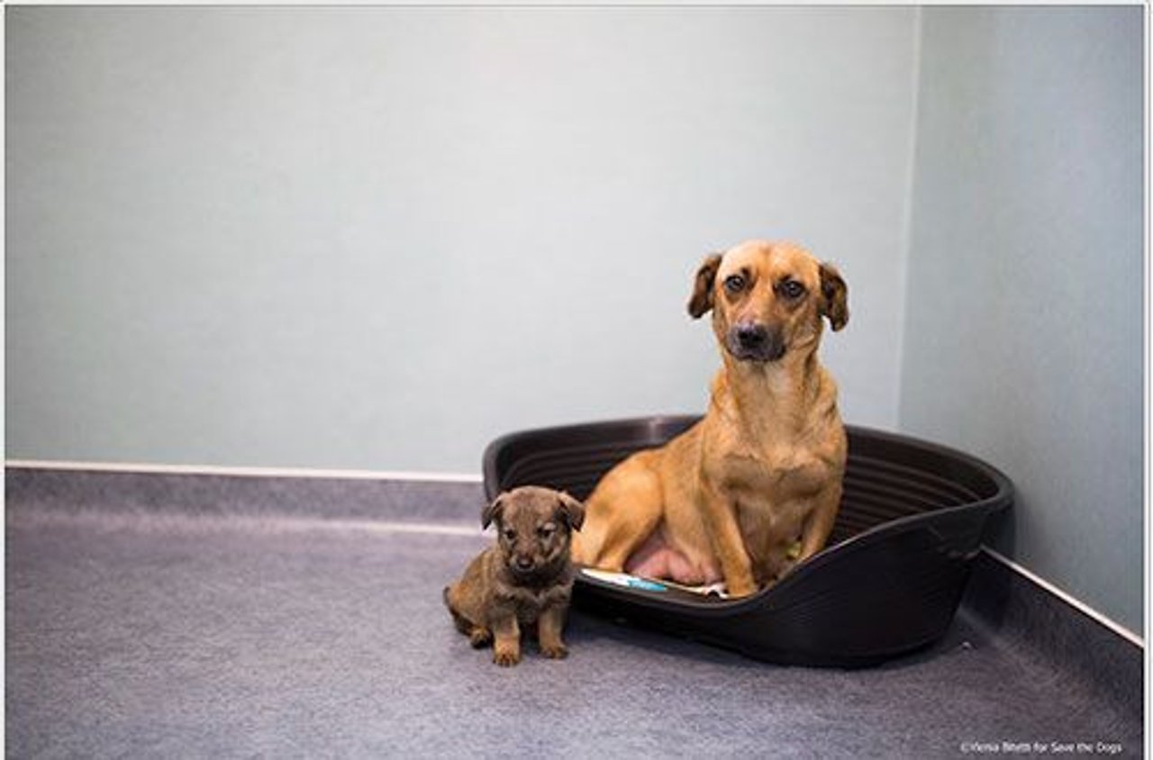for-george-cute-dogs-resize