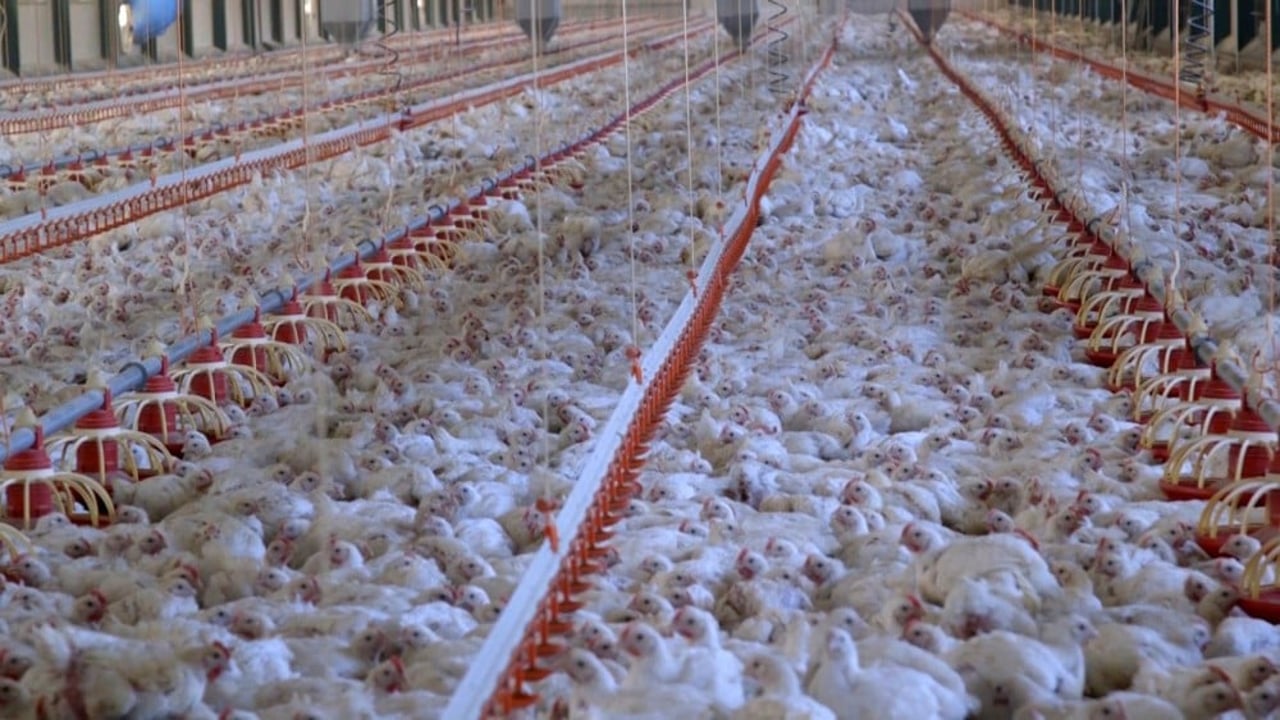 32 day old broiler chickens in an industrial shed
