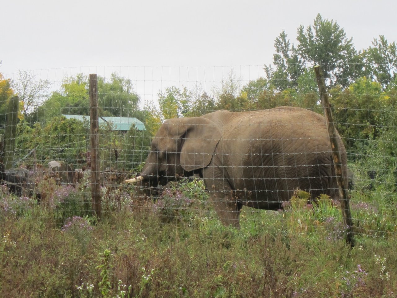 An elephant in a zoo