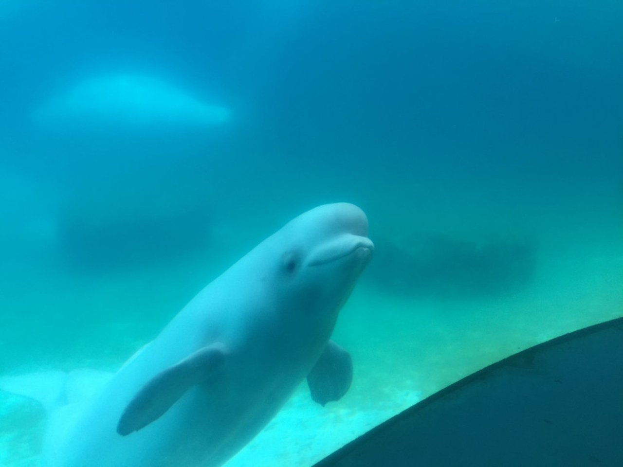 beluga whale at Marineland