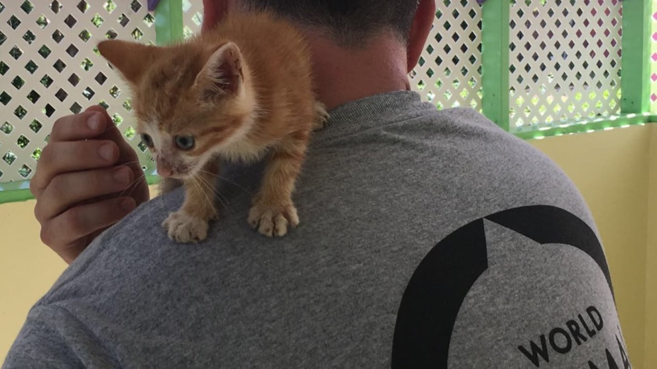 irma_the_kitten