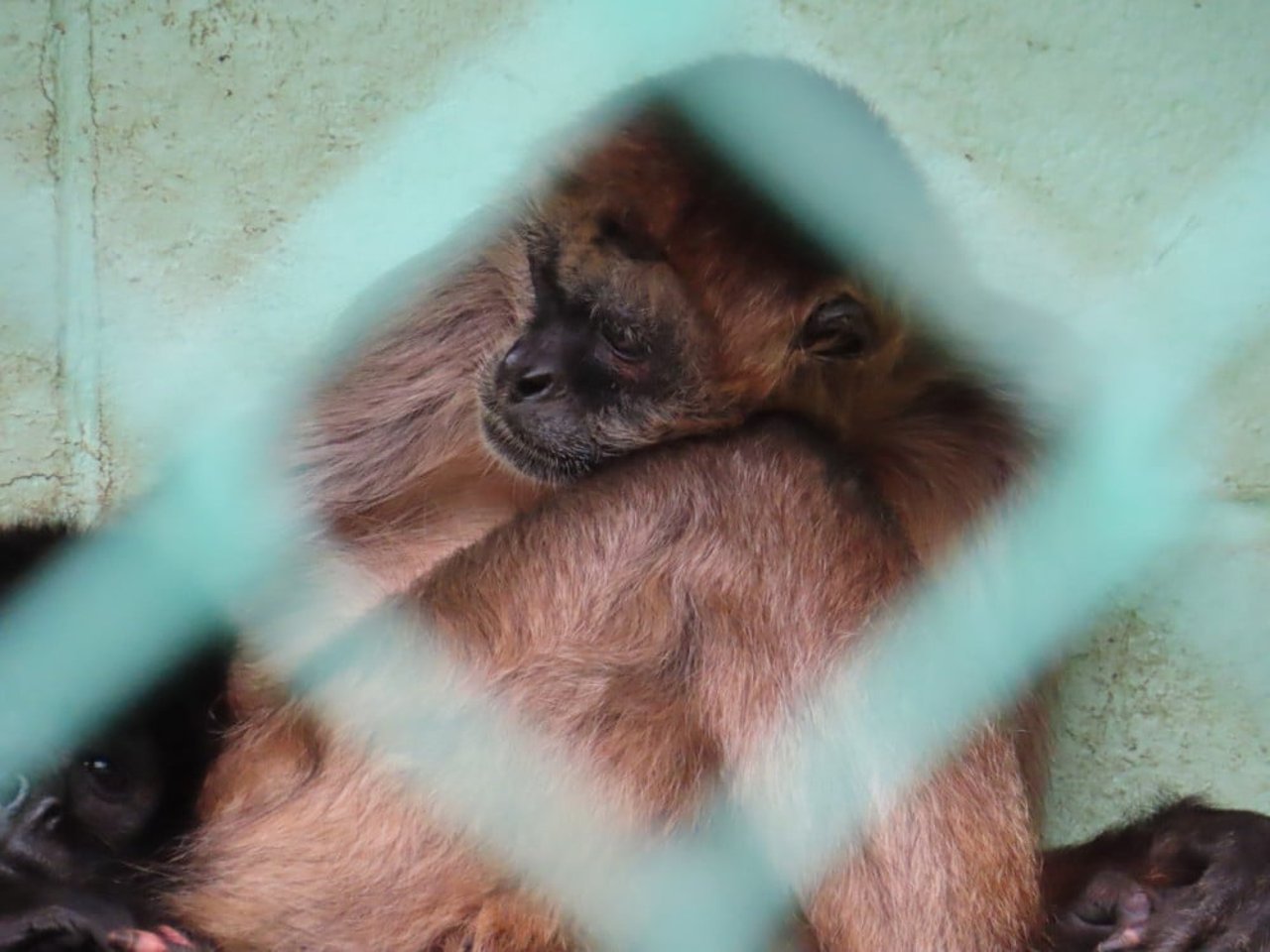 A monkey alone at a roadside zoo
