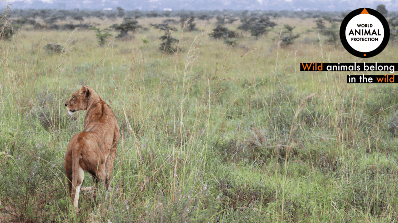 A lion in Kenya