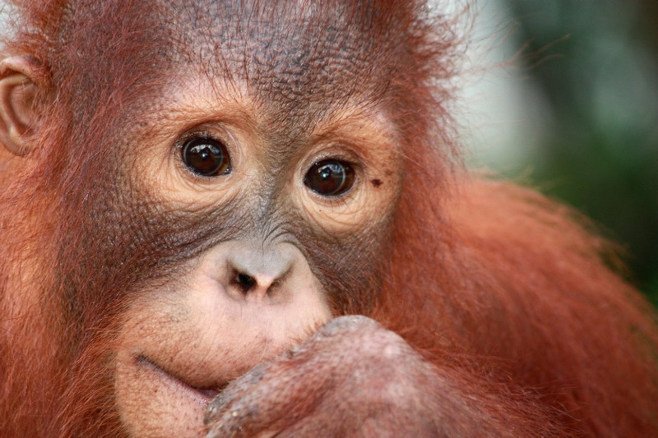 orangutan_close_bos