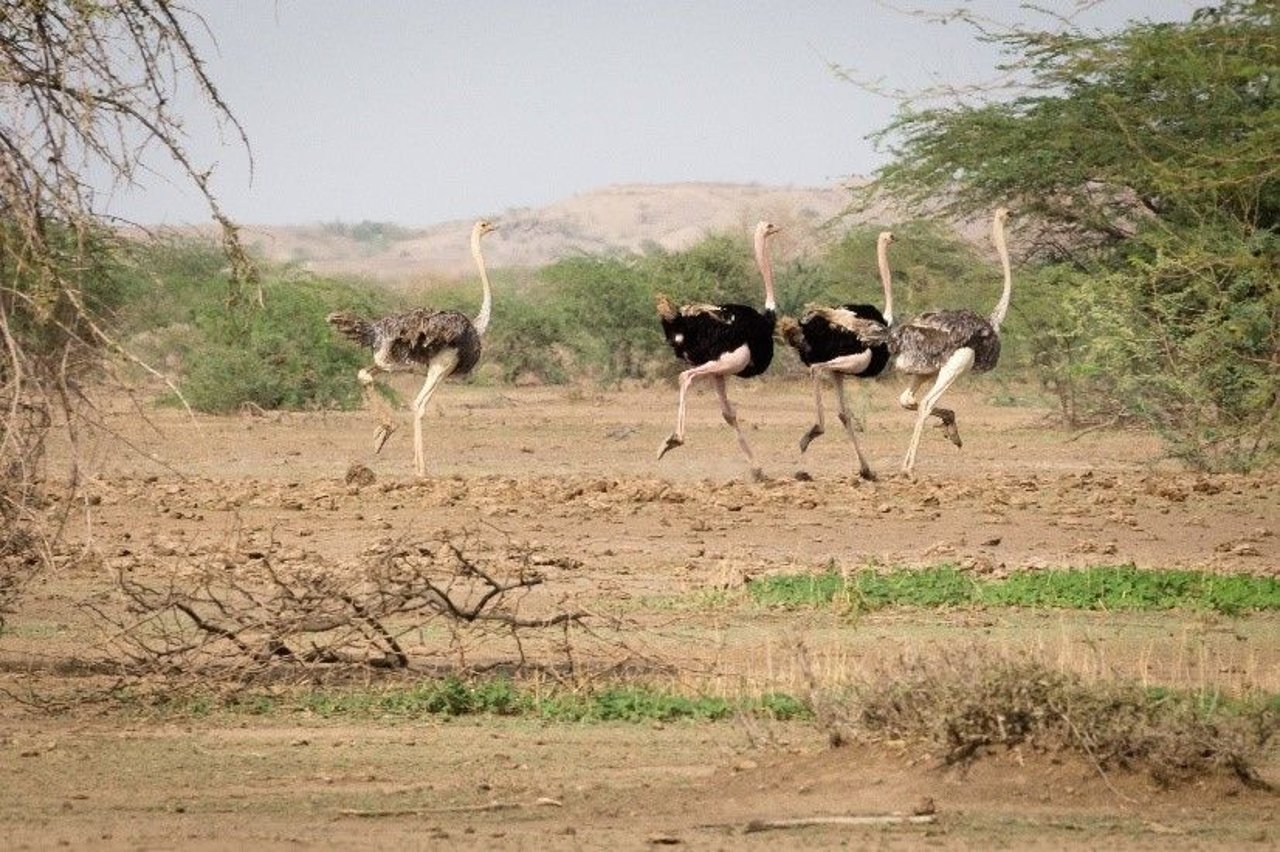 ostriches_ethiopia