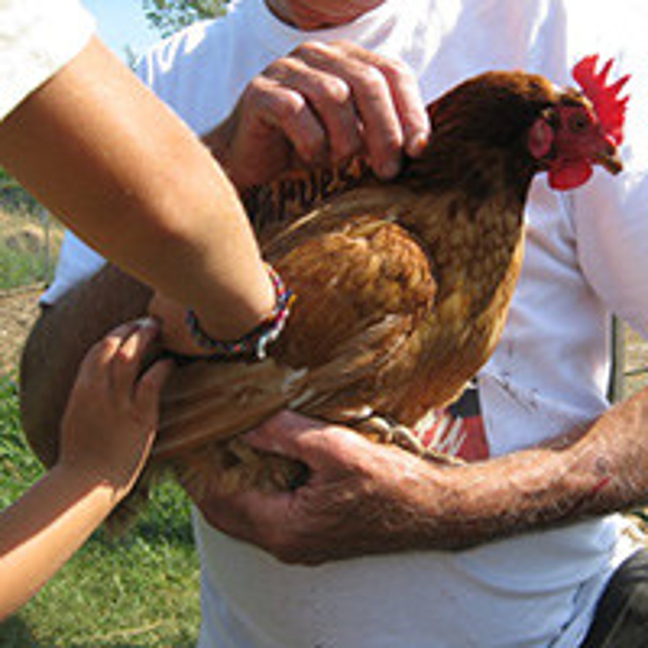 petting-a-hen_200w_0