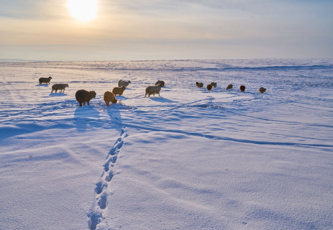 picturesque_photo_of_animals_in_mongolia