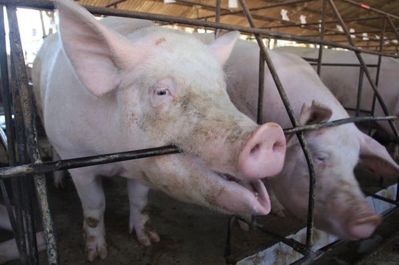 pig_nondisclosed_800x533_1020449_0