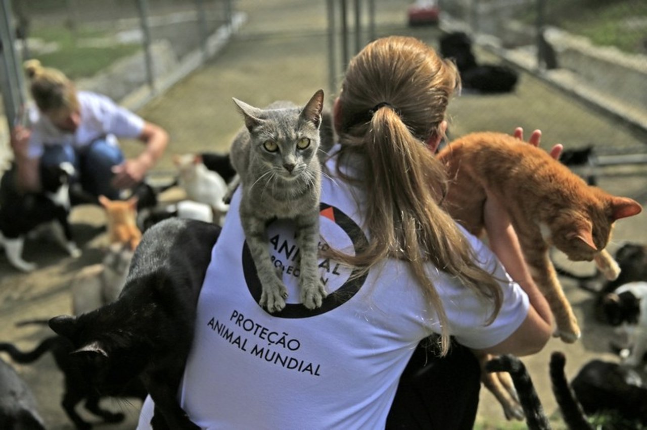 rio2016_cats2