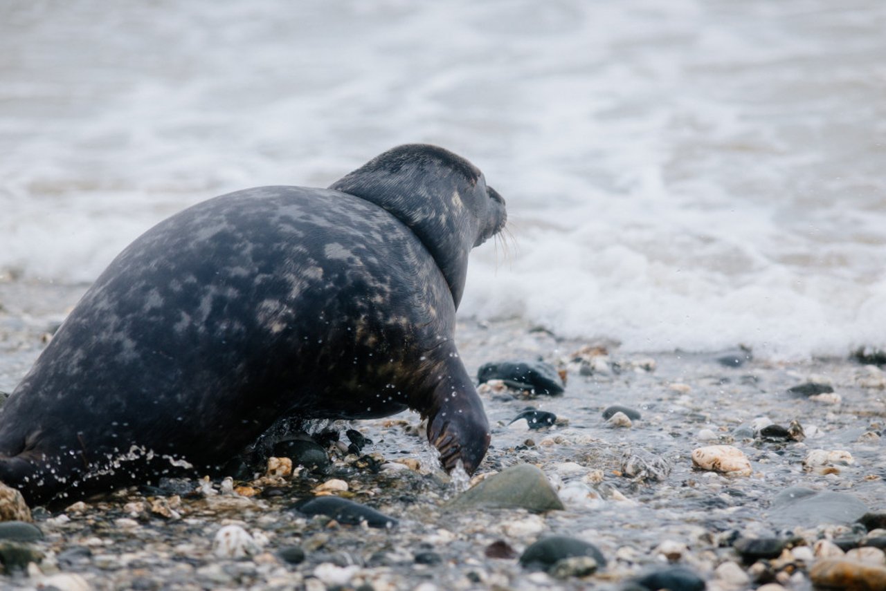 Sea Change Campaign - thank you for signing up