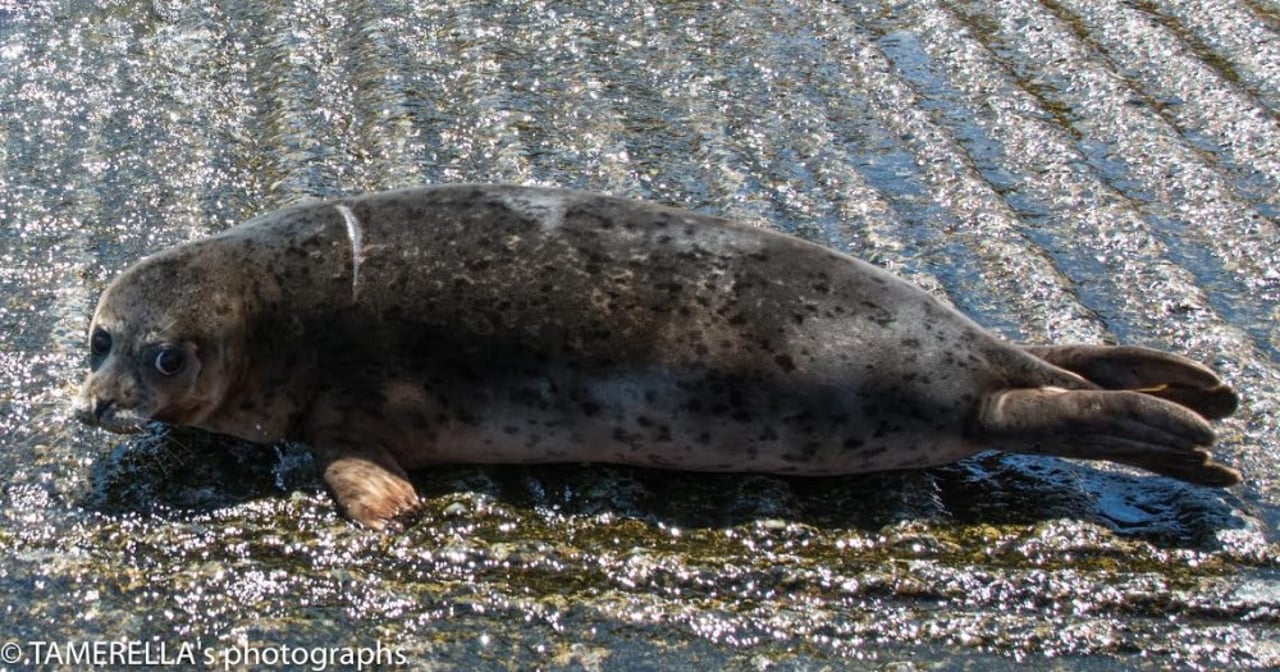 seal_rescie_mmome_3