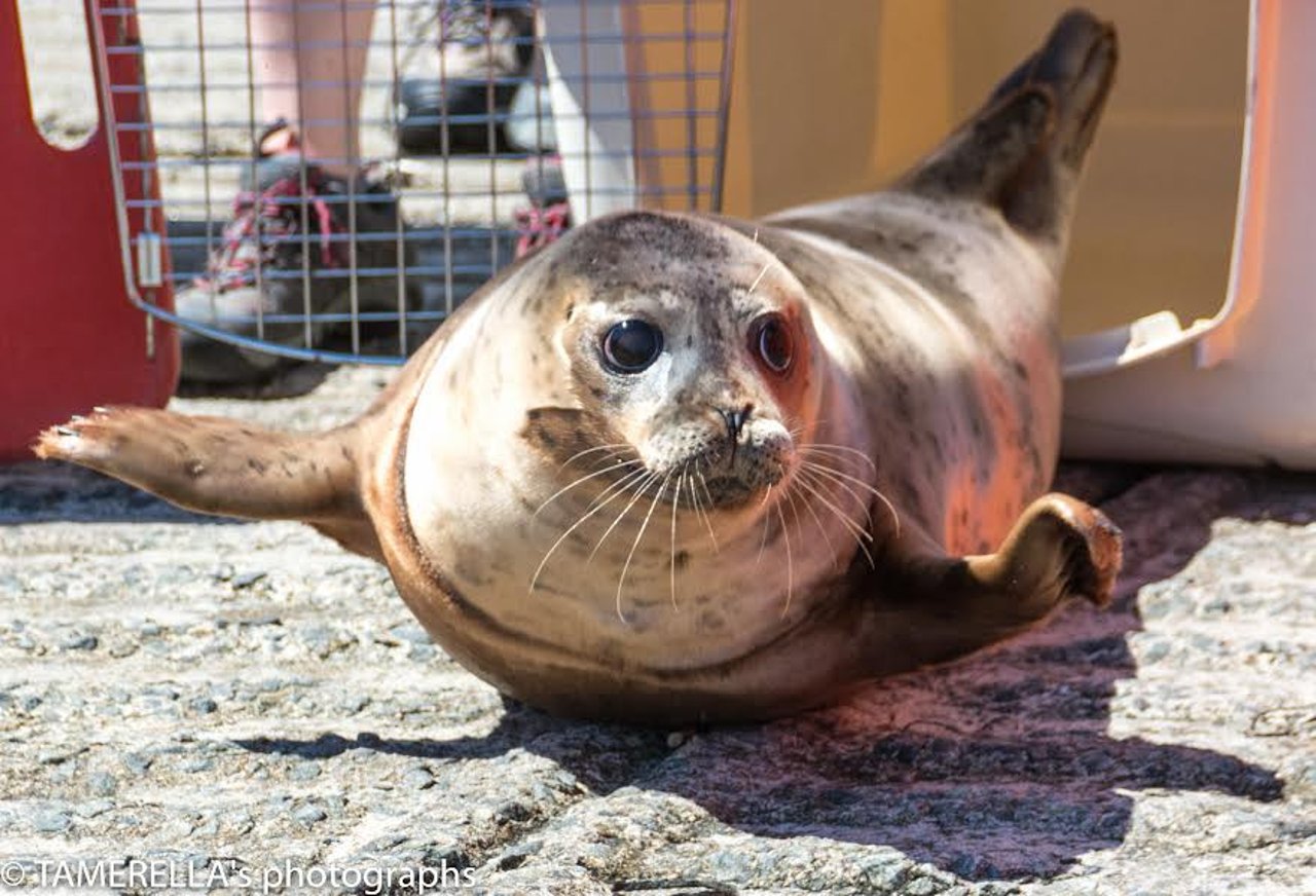 seal_rescue_mmome_2
