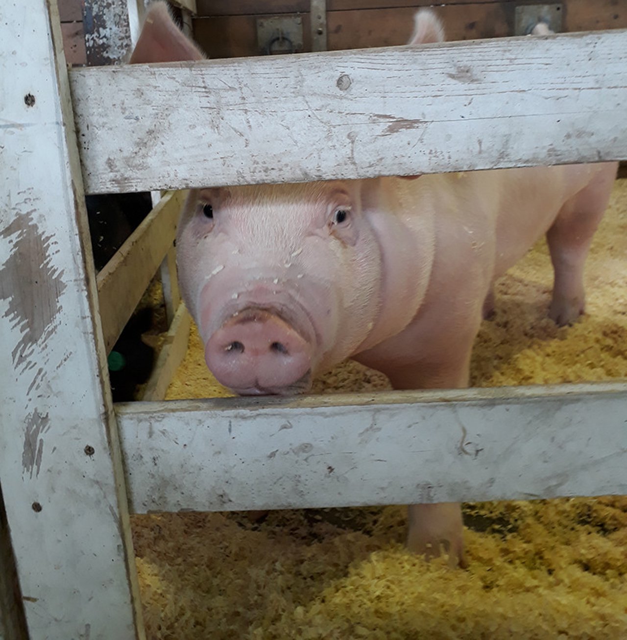 show_pig_wpx_2018_800x817