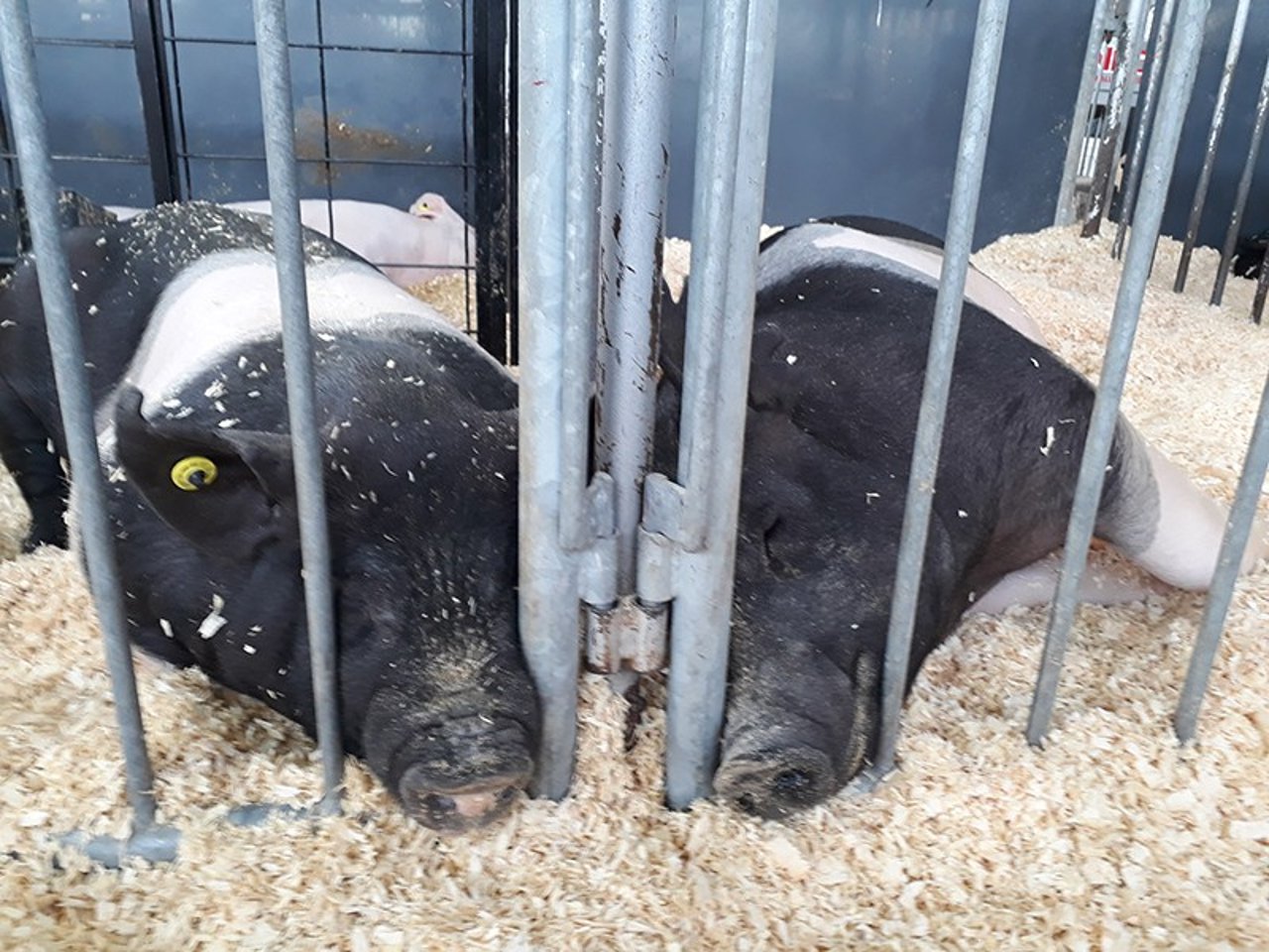 show_pigs_wpx_2018_800x600