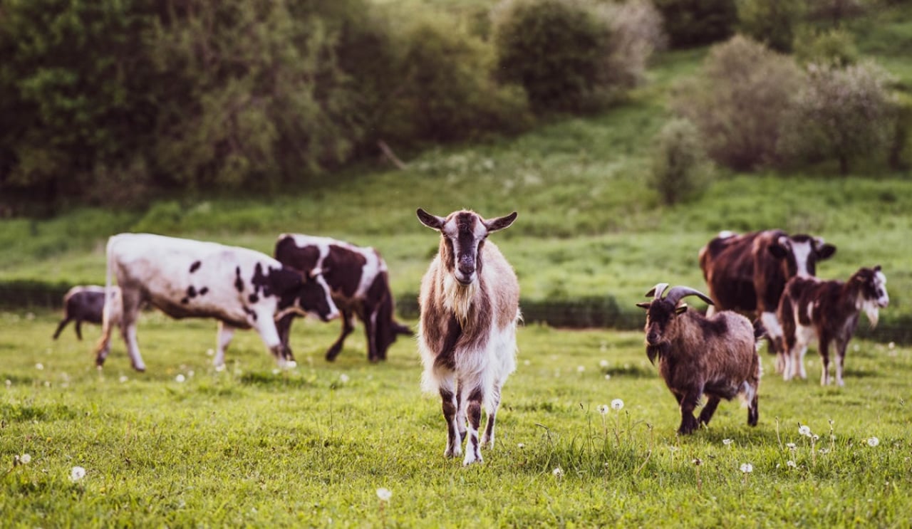 Animals at a farm sanctuary