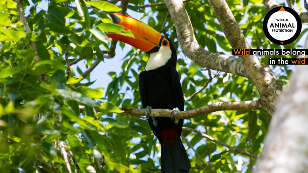 A toucan in the jungle