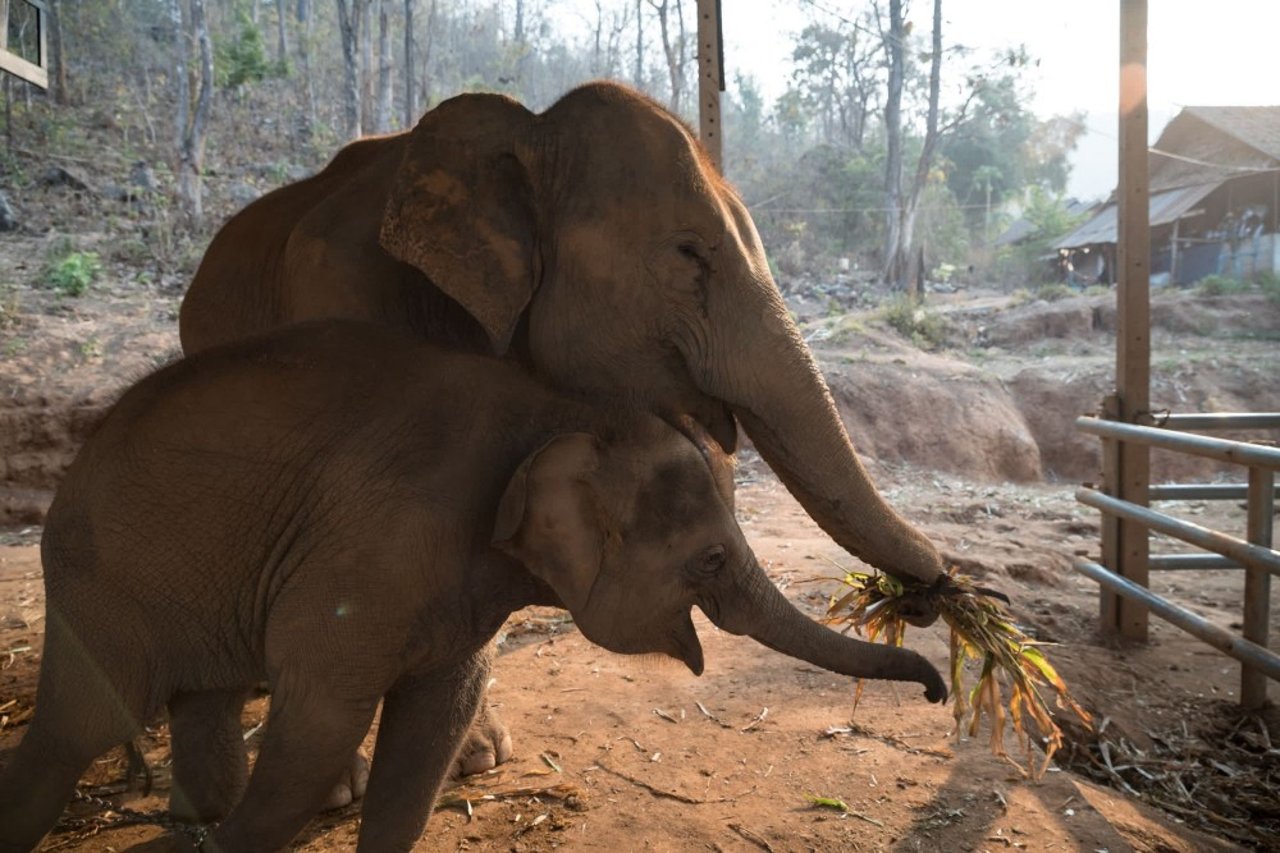 two_elephants_at_happy_elephant_care_valley_-_world_animal_protection_-_animals_in_the_wild