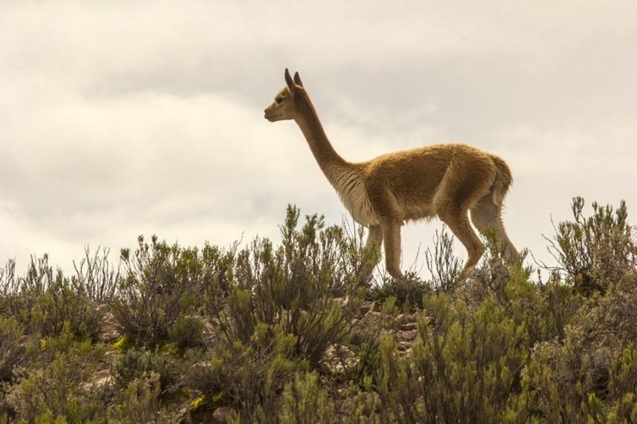 vicuna_bolivia_drought