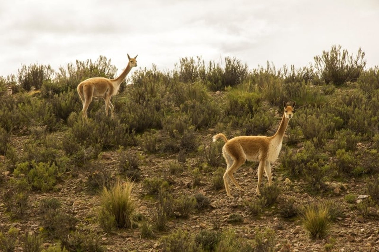 vicunas_bolivia_drought