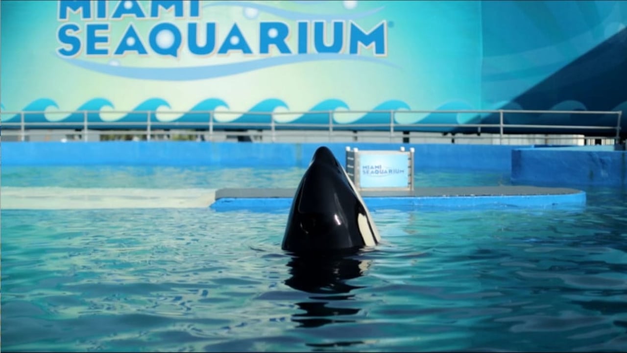 Tokitae (Lolita) captive at the Miami Seaquarium