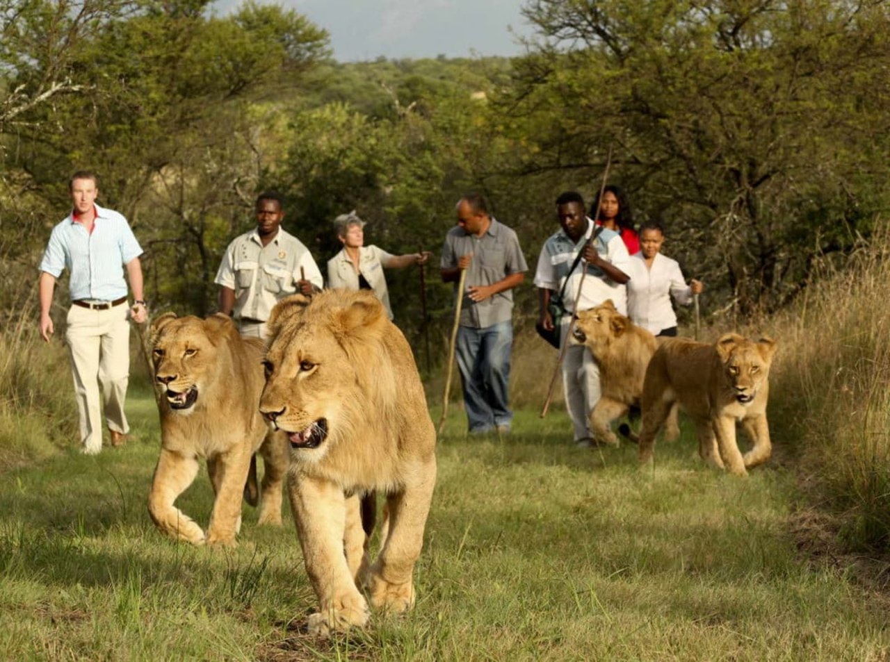 wne_corp_walk_lions_1014877