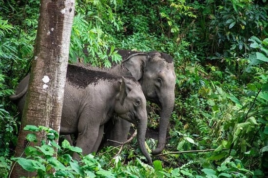 Impact for animals | World Animal Protection