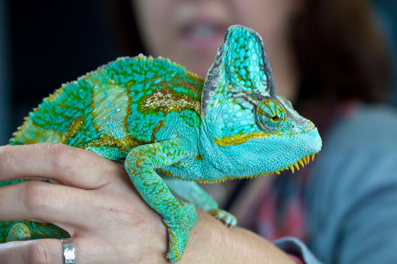 PetSmart sell reptiles and amphibians World Animal Protection