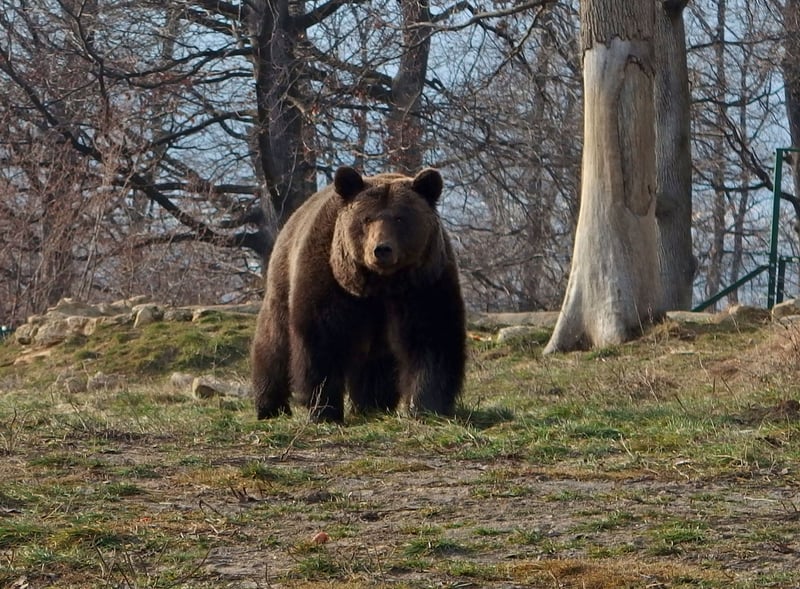 Anniversary of Romanian bear sanctuary | [site:name]