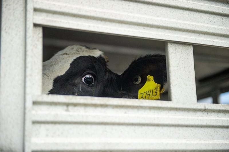 The final days of a dairy cow World Animal Protection
