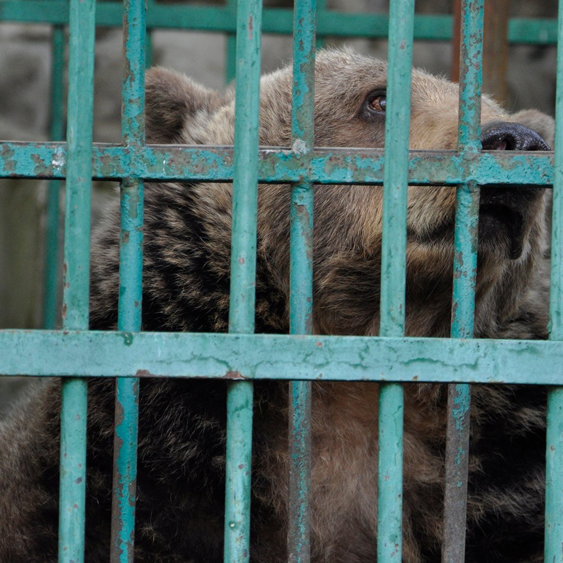 Bear freed after 20 years of captivity(02)