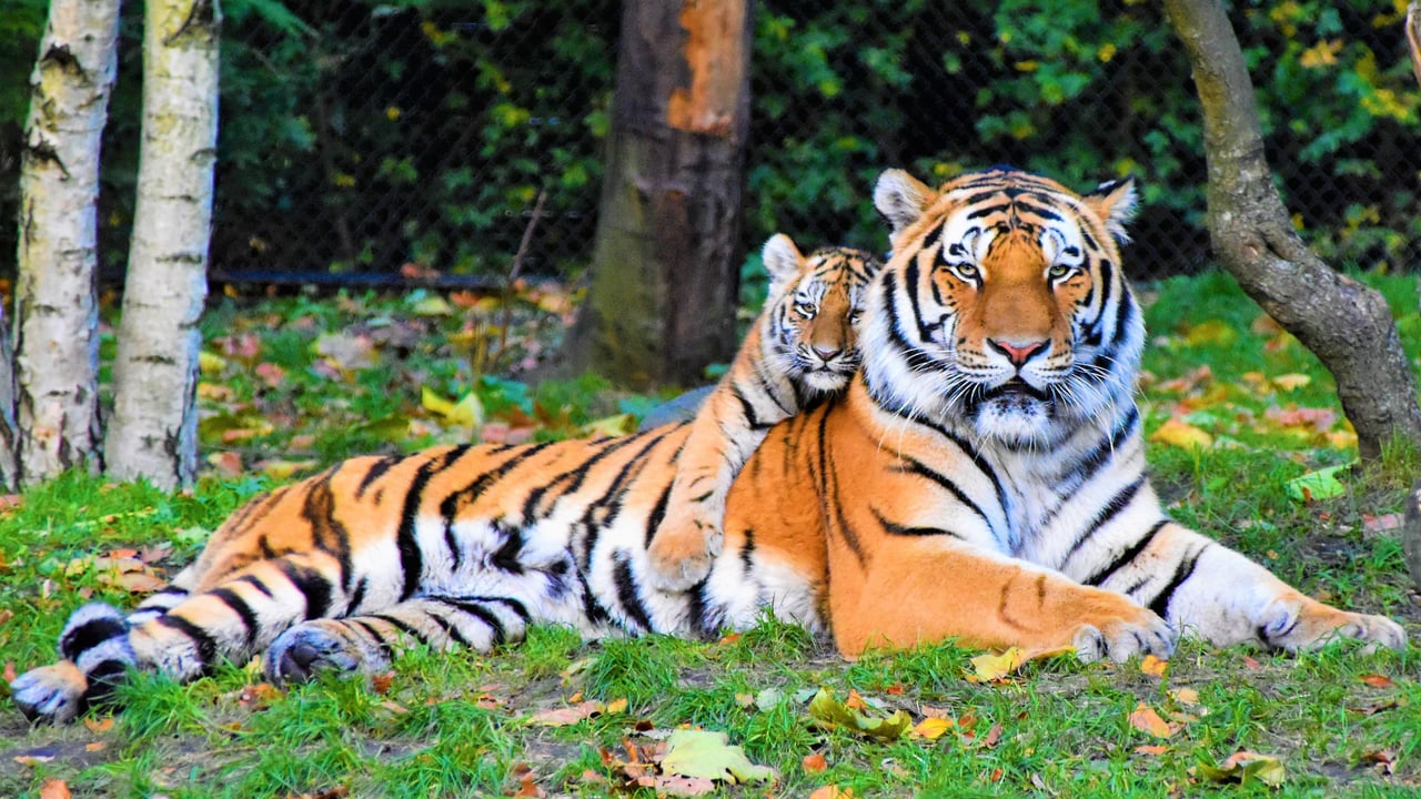 Tiger and cub laying in grass