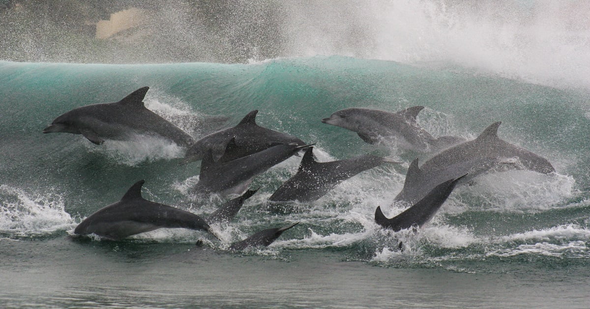 Dolphins in the wild