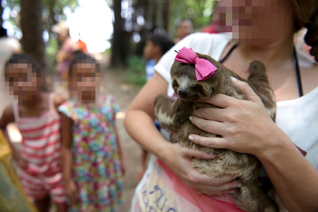 A sloth being held