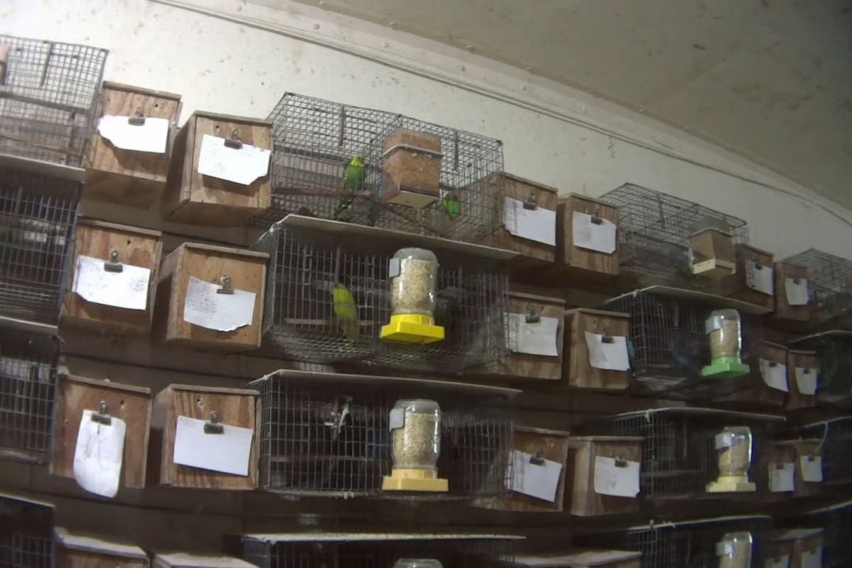 Parrots in pet trade