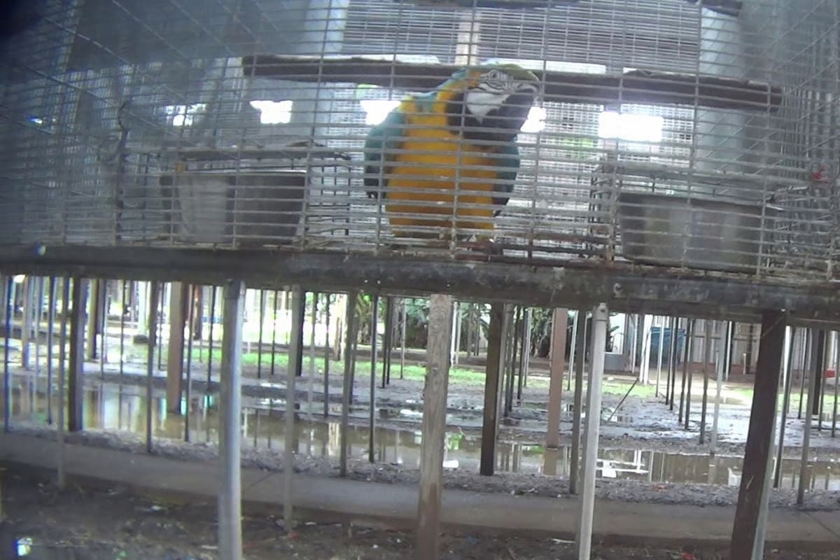 Parrots in pet trade