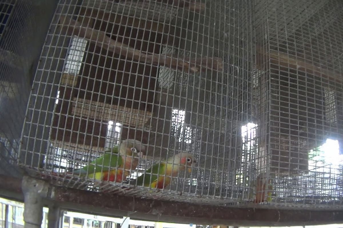 Parrots in pet trade
