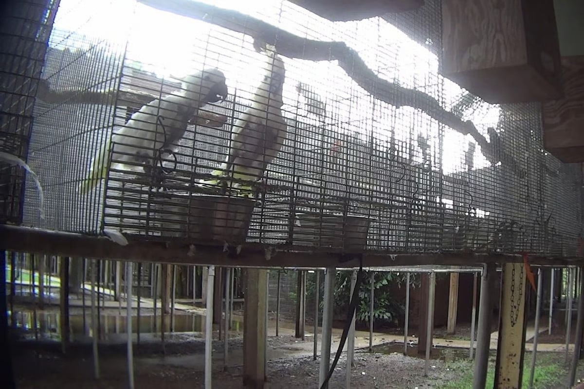 Parrots in pet trade