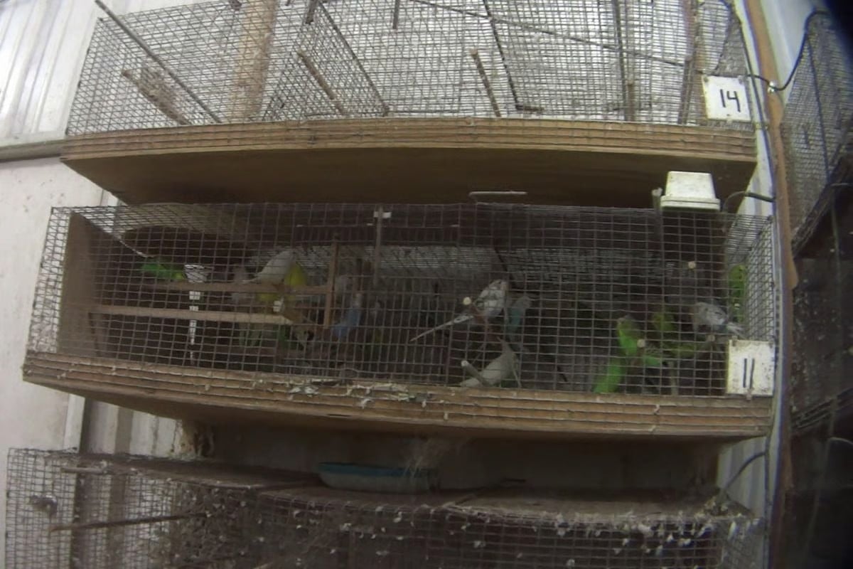 Parrots in pet trade