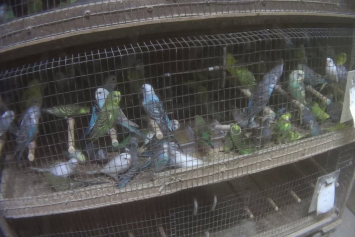 Parrots in pet trade