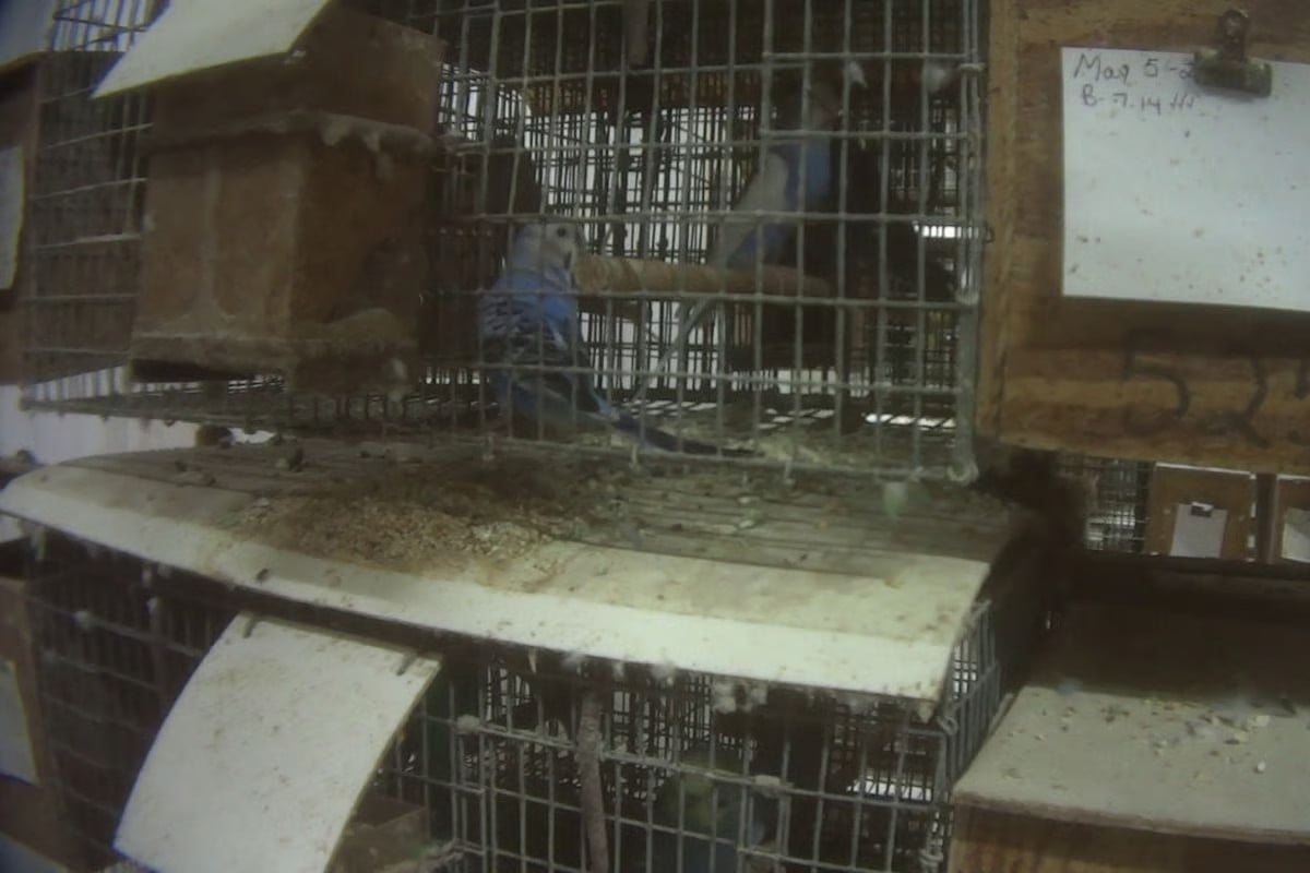 Parrots in pet trade