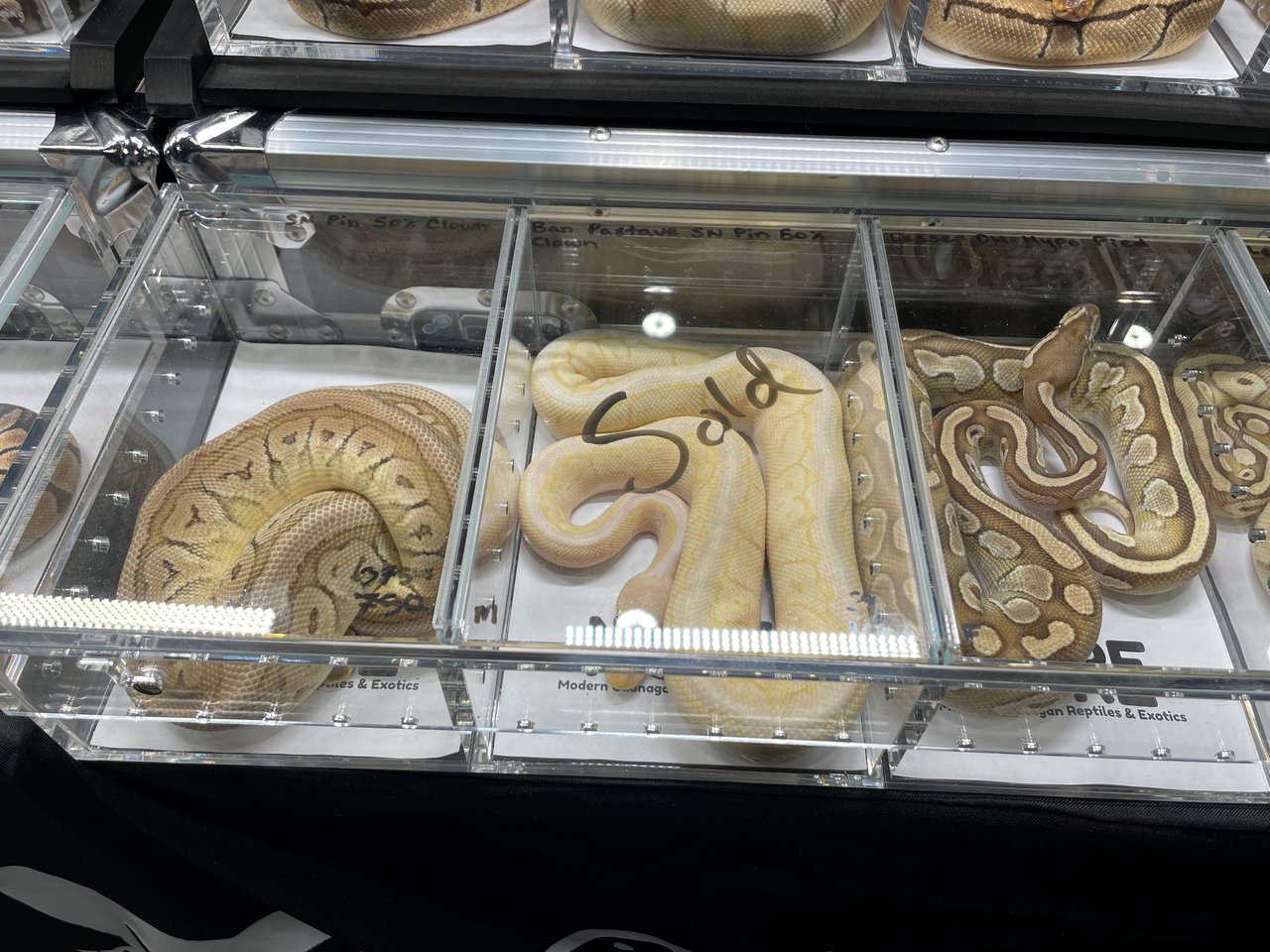 Photo: Ball pythons on display for sale. World Animal Protection